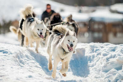 Schlittenhunde in Tignes